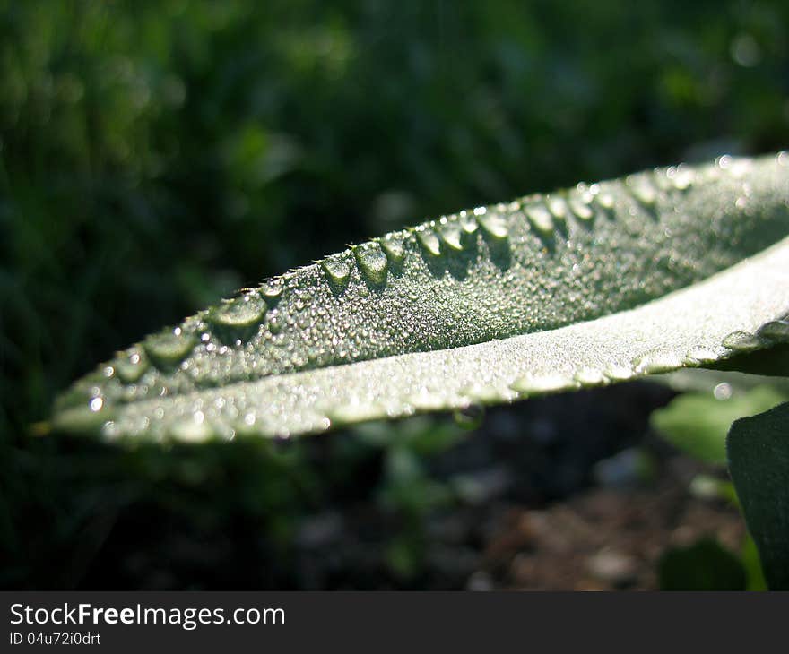 There are leaves of plants and drops of dew. Closeup. There are leaves of plants and drops of dew. Closeup