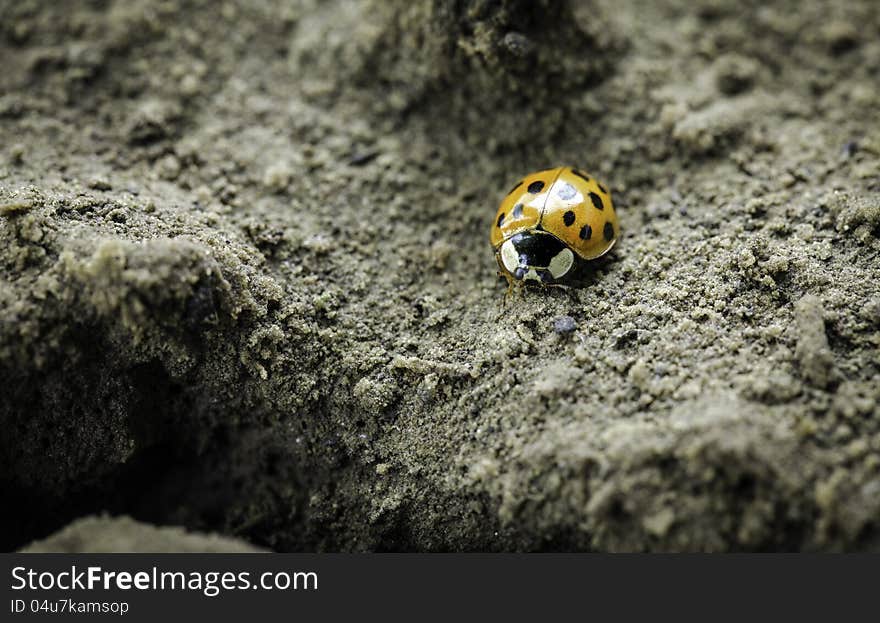 A ladybug exploring a piece of forlorn land. A ladybug exploring a piece of forlorn land.