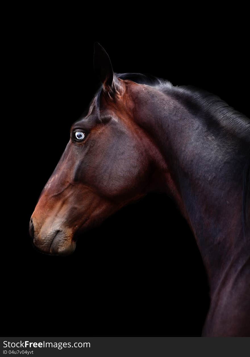 Bay blue-eyed Russian trotter against a dark background