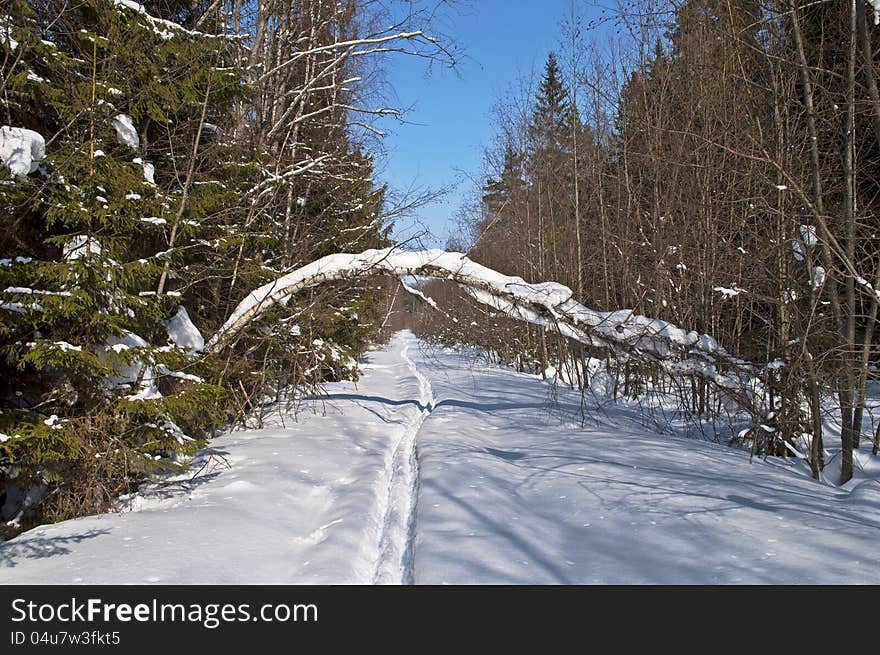 Clearing in winter forest