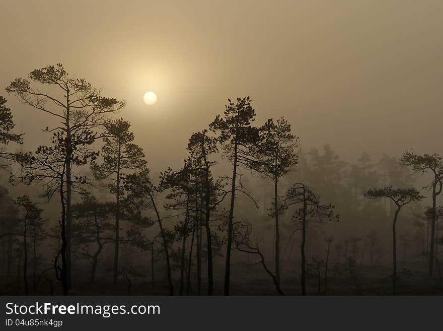 Foggy sunrise over a peat bog with small pines. Foggy sunrise over a peat bog with small pines.