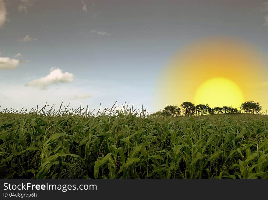 Cornfield