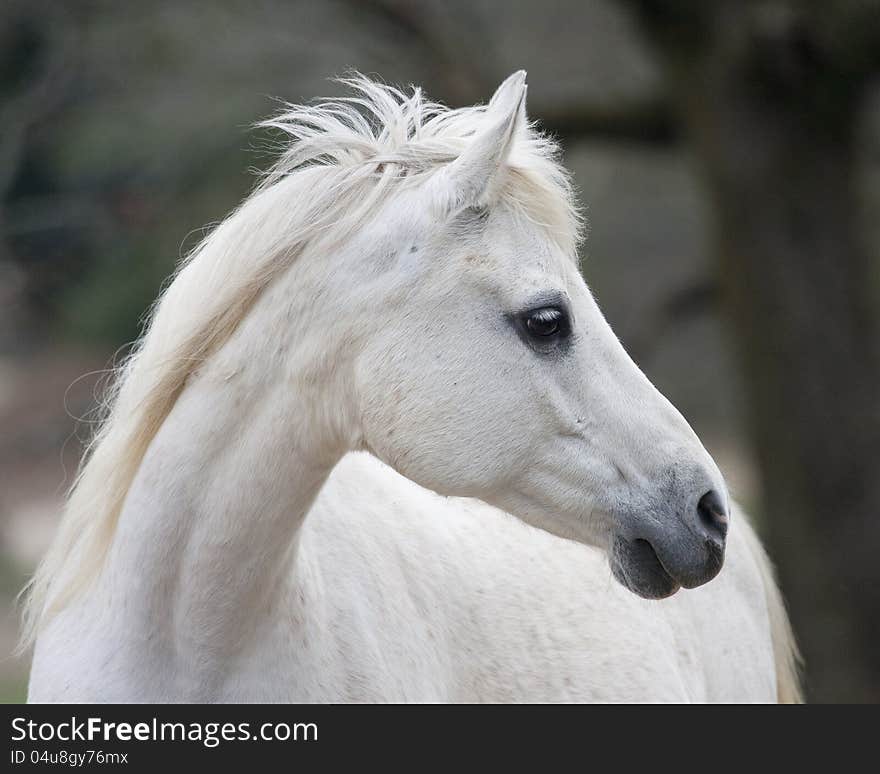 Grey Arabian Mare on a windy day