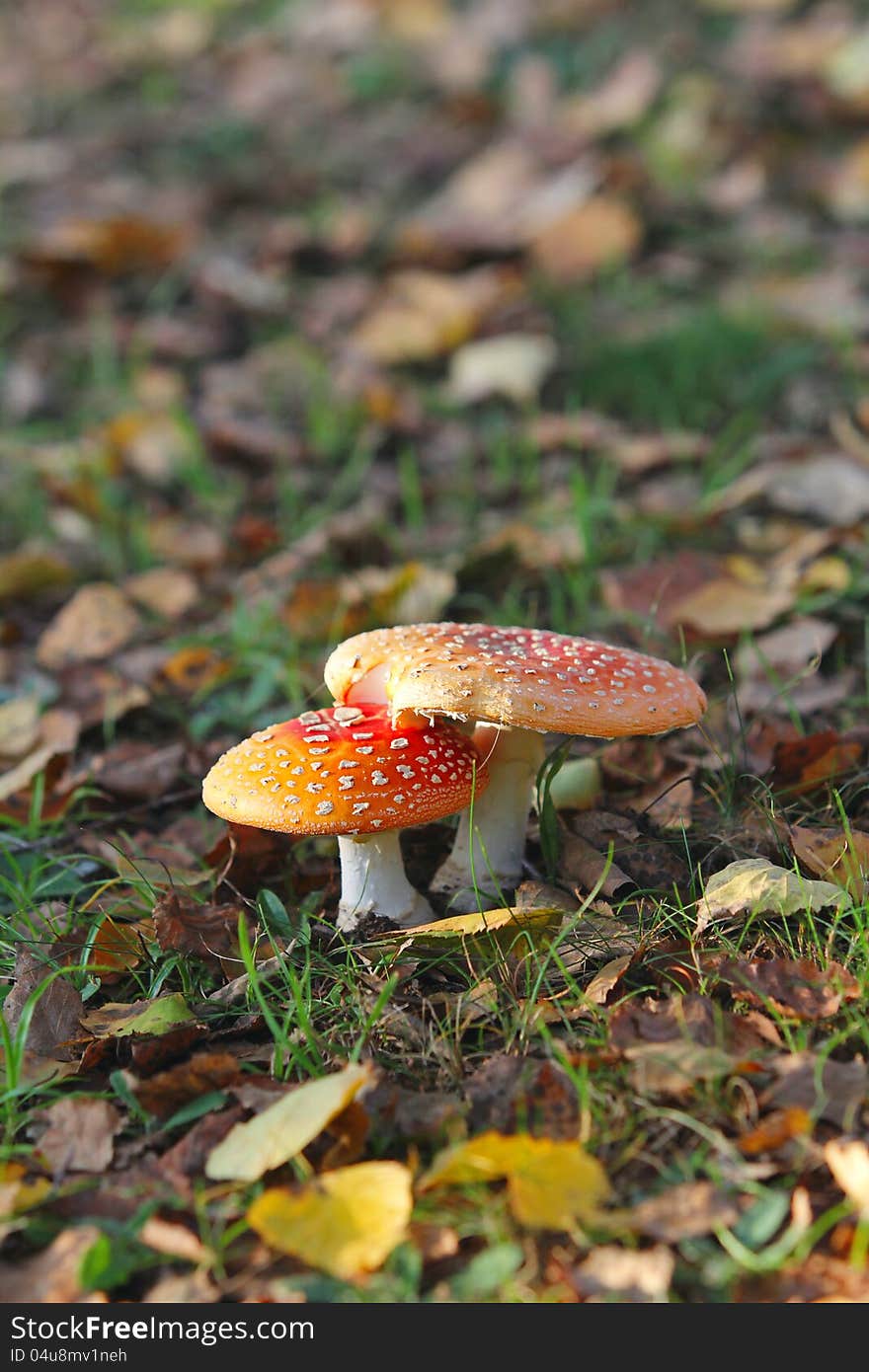 Vertical Shot Of Two Red Mushrooms