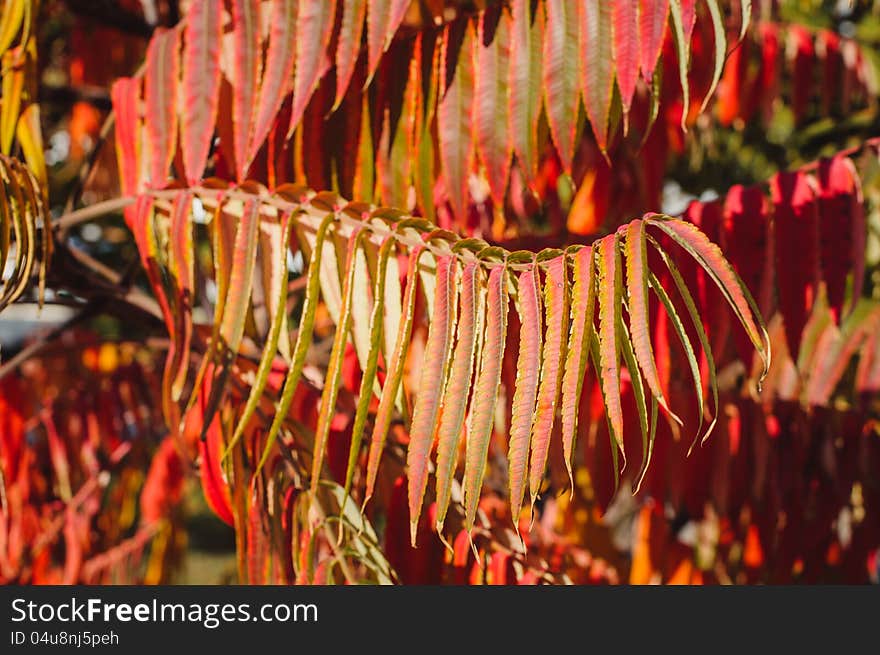 Autumn background with red leaf, selective focus. Autumn background with red leaf, selective focus