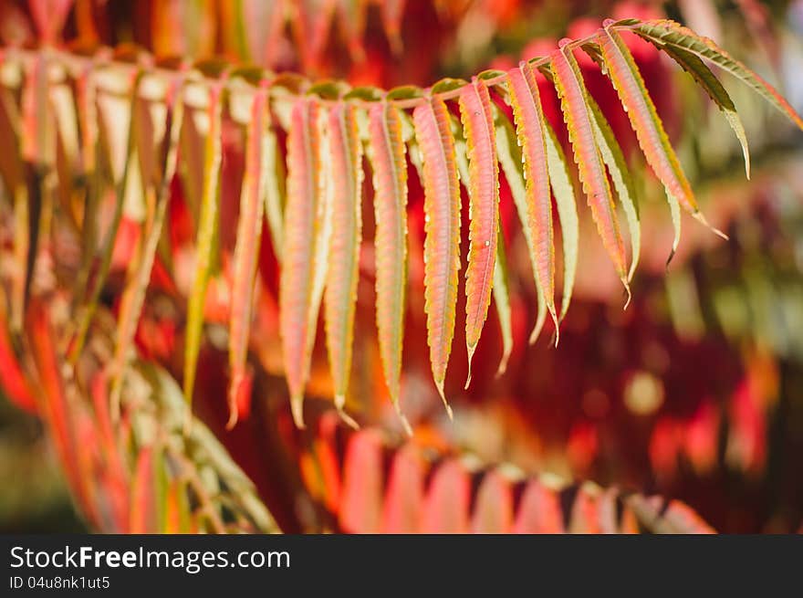 Autumn background with red leaf, selective focus. Autumn background with red leaf, selective focus