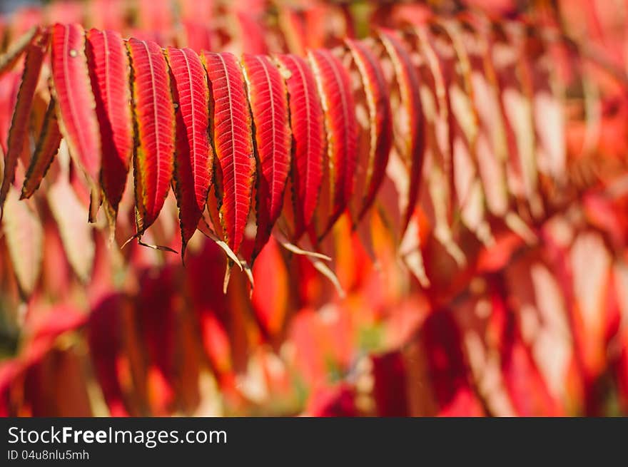 Autumn background with red leaf, selective focus. Autumn background with red leaf, selective focus