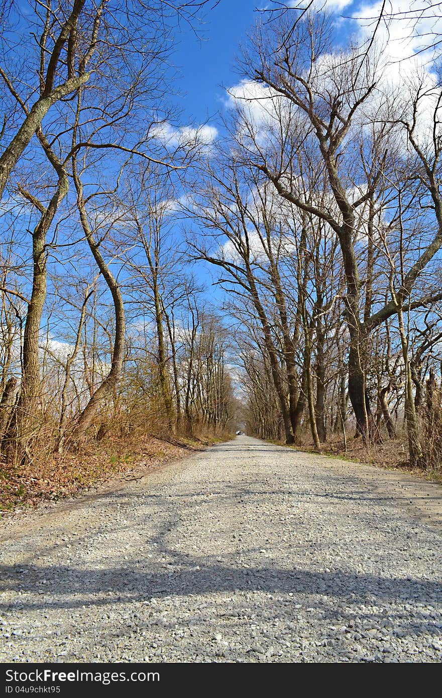 Beautiful tree lined gravel road during winter. Beautiful tree lined gravel road during winter