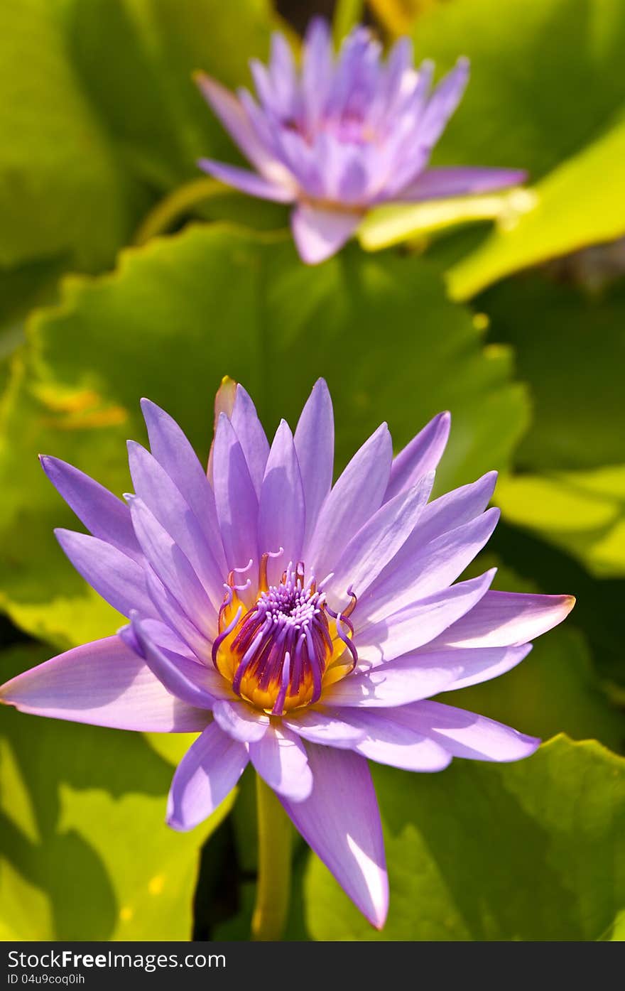 Violet lotus with green lotus. Violet lotus with green lotus