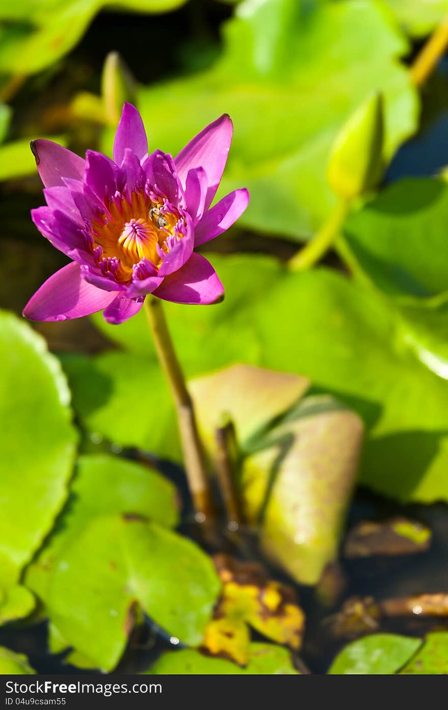 Violet lotus with green lotus. Violet lotus with green lotus