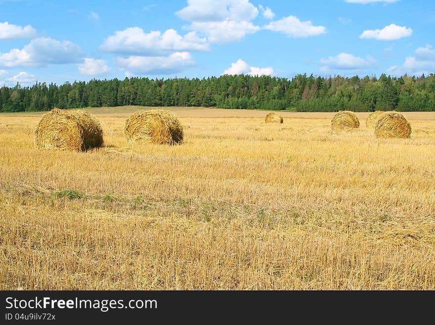 Field With Haystacks