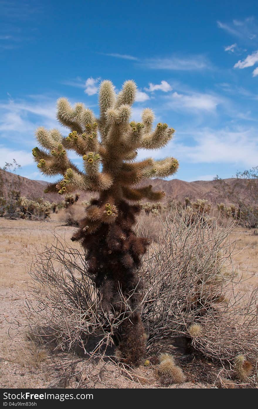 Cholla cactus in Josua Tree Park in USA