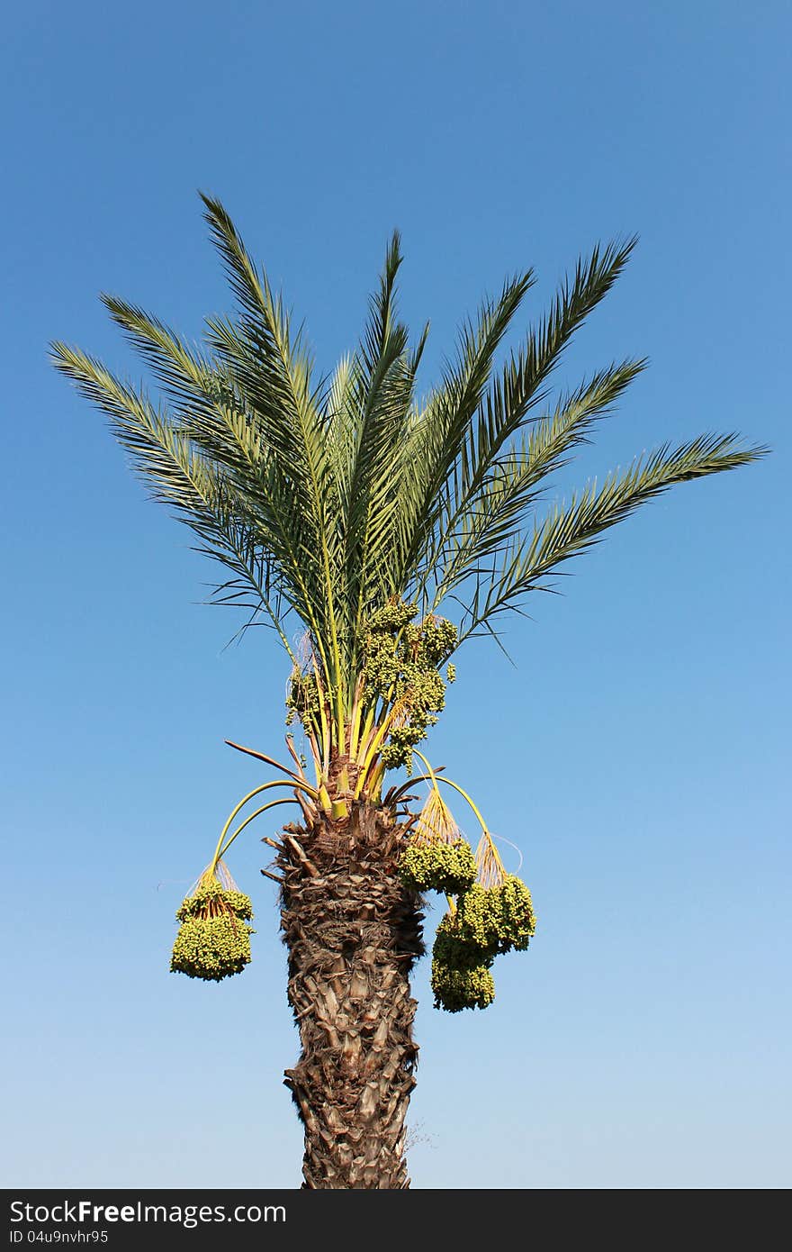 Date Palm in Turkey / Summer