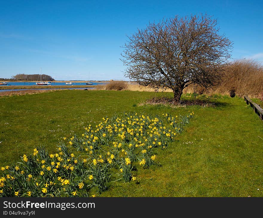 Blooming yellow spring flowers