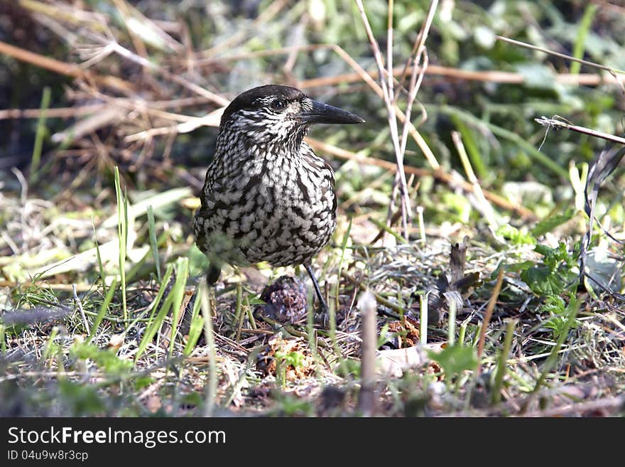 Nutcracker sitting in autumn grass