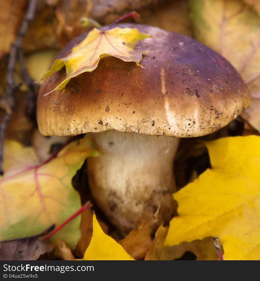 Edible boletus and leaves