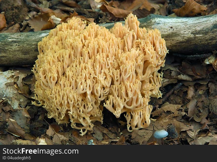 Mushroom golden ramaria