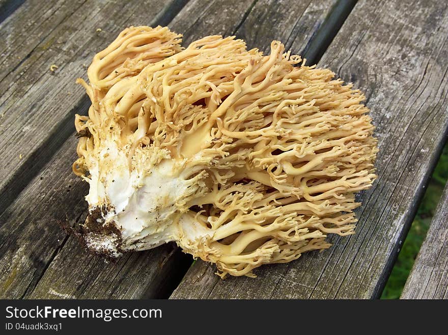 Mushroom golden ramaria