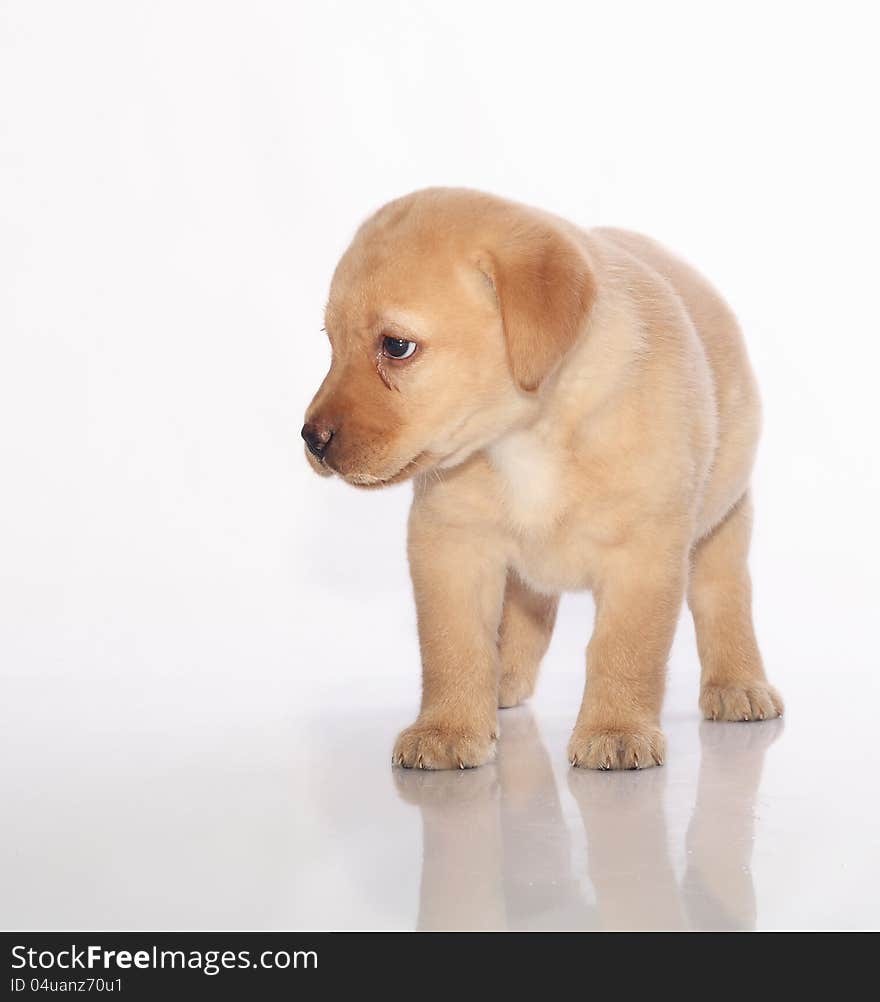 Labrador Retriever puppy standing over white