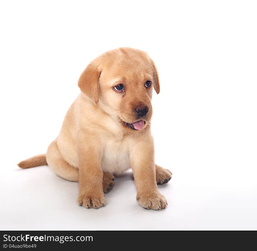 Labrador Retriever puppy sitting over white. Labrador Retriever puppy sitting over white