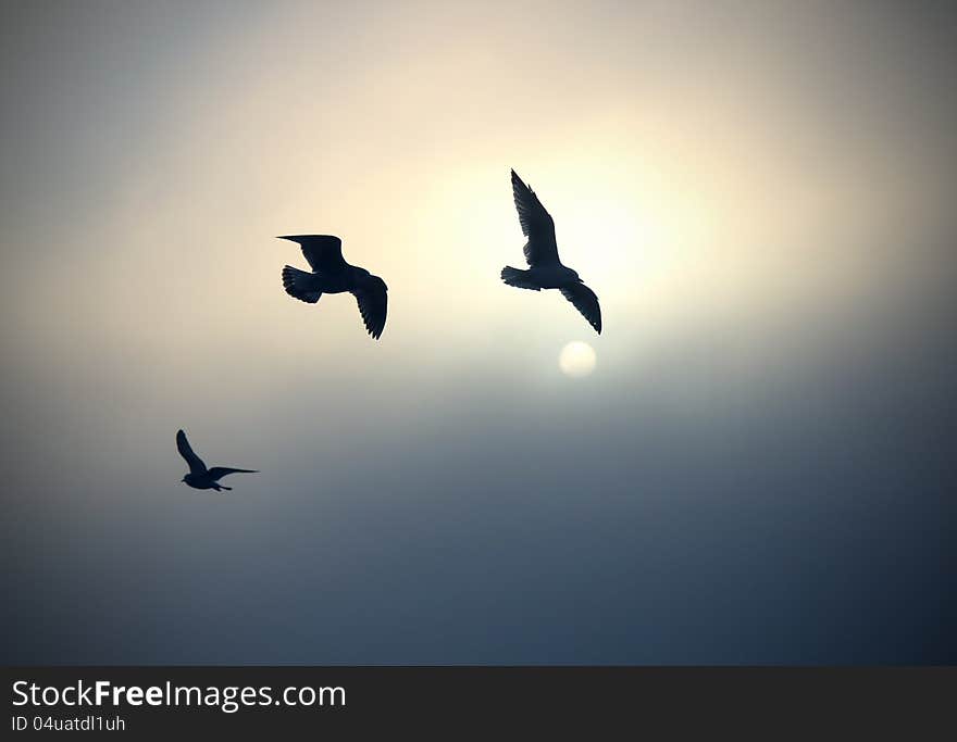 Sweet young seagulls in the air