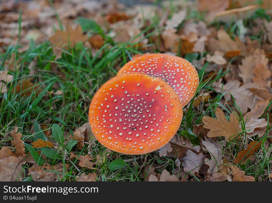 Mushrooms in a group in an autumn forest. Mushrooms in a group in an autumn forest