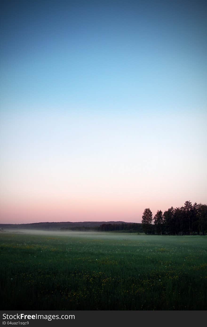 Summer flower in early sunrise. Summer flower in early sunrise