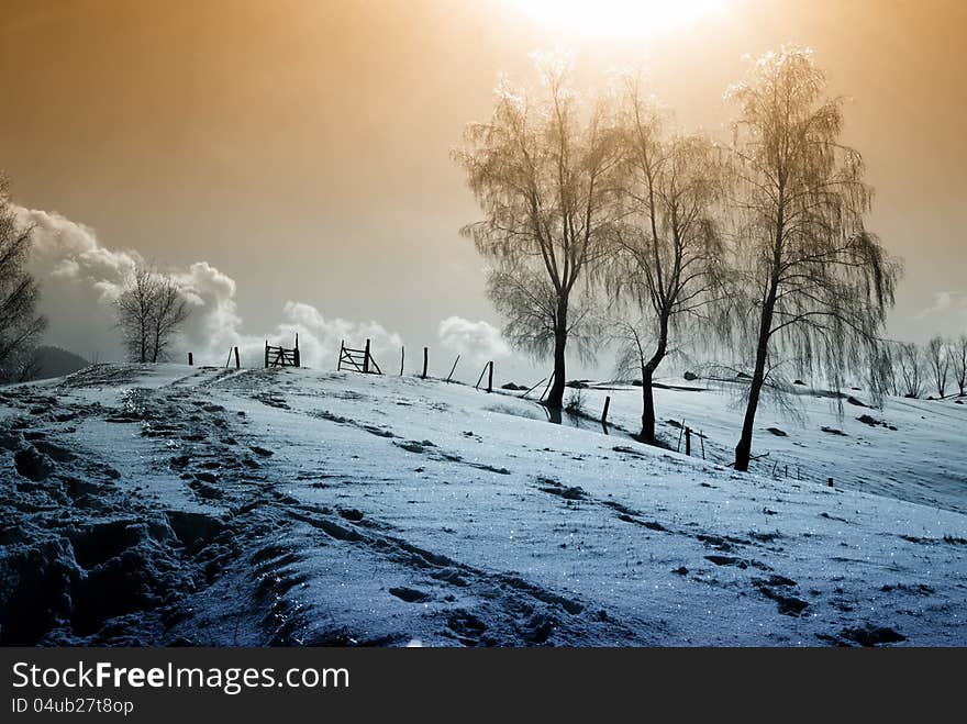 Ice and Frost Covered Trees. Ice and Frost Covered Trees.