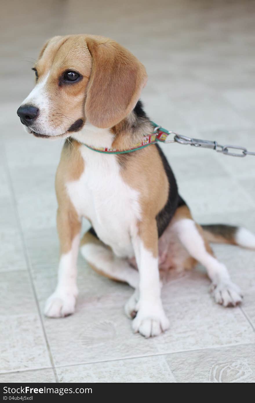 Beagle is sitting that look like she waiting somthing