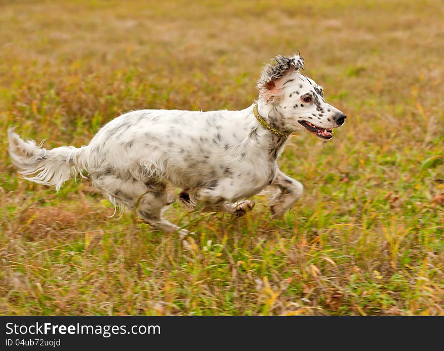 Setter runs on green grass. Horizontal.