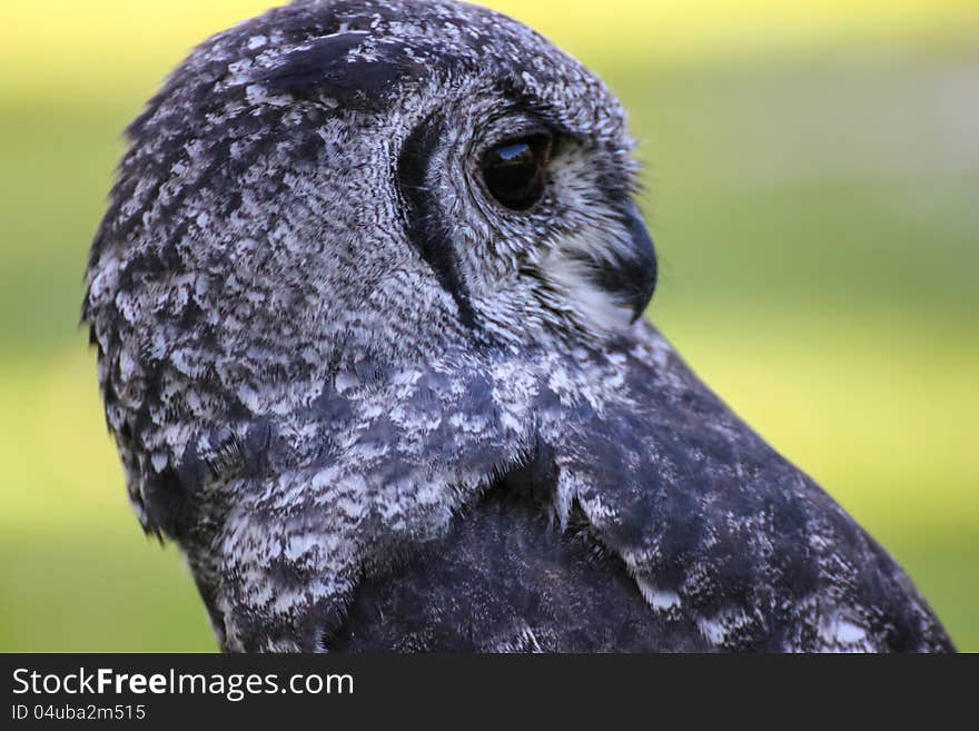 Greyish Eagle-Owl or Vermiculated Eagle-owl (Bubo cinerascens). Greyish Eagle-Owl or Vermiculated Eagle-owl (Bubo cinerascens)