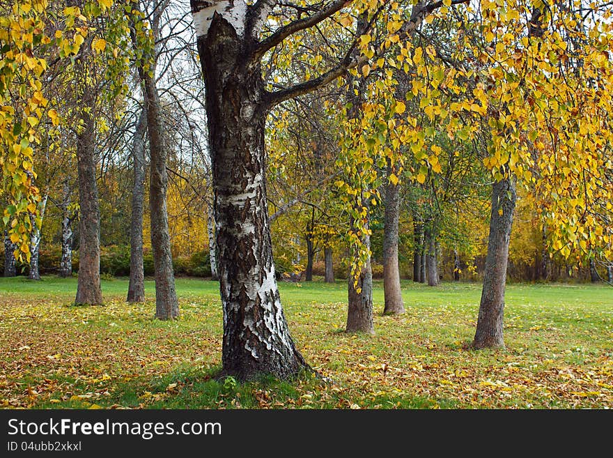 Trees and foliage in autumn park