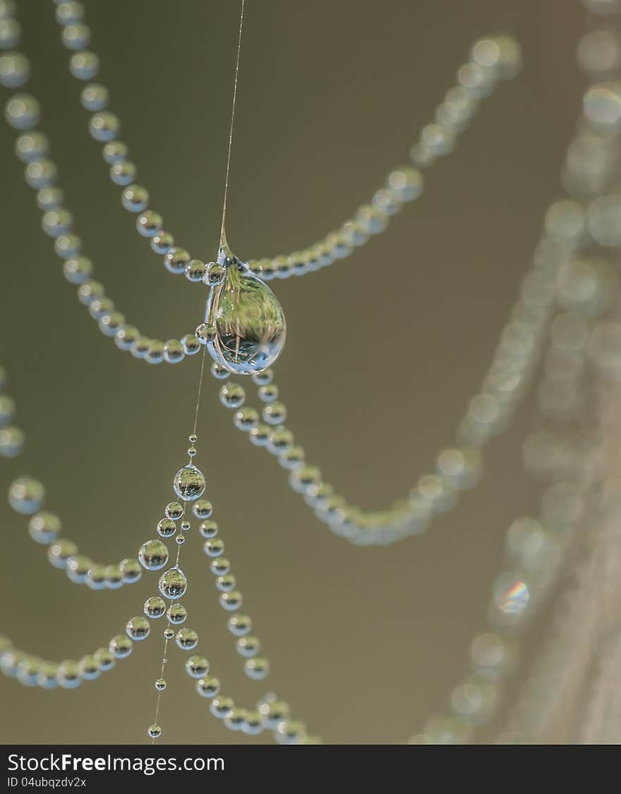 Dew on web on early morning mist