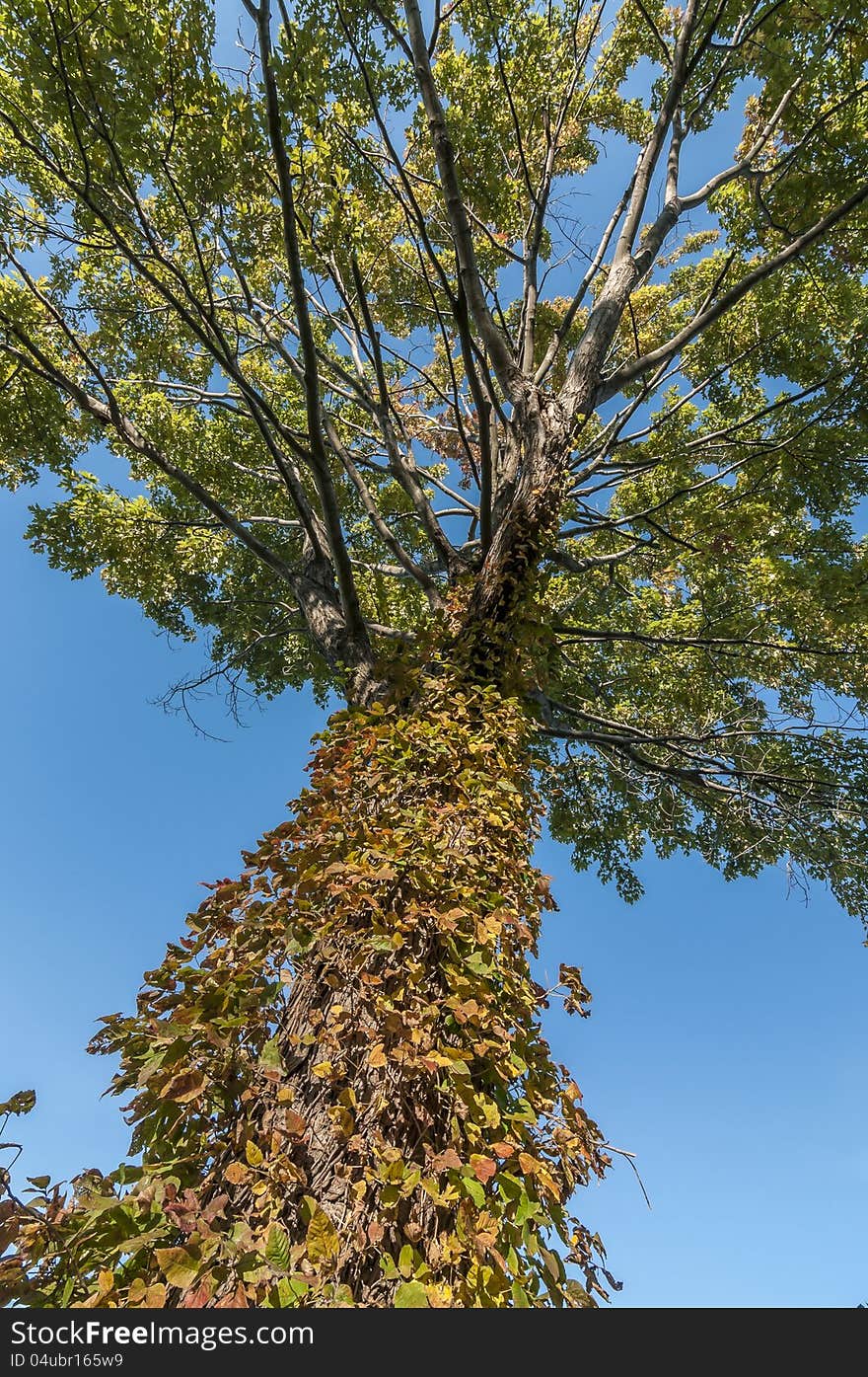 Maple tree with fall colour