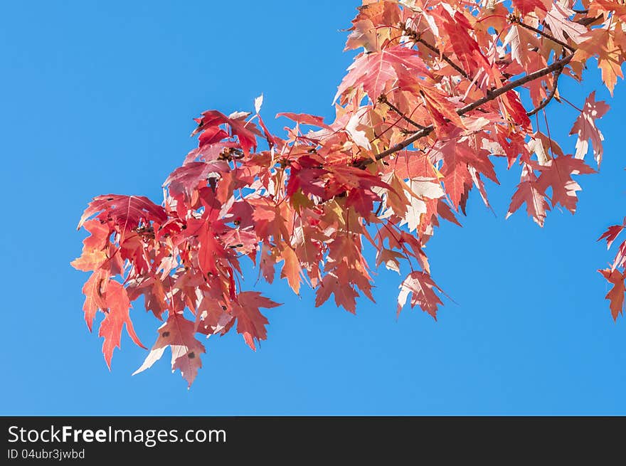 Maple tree with fall colour