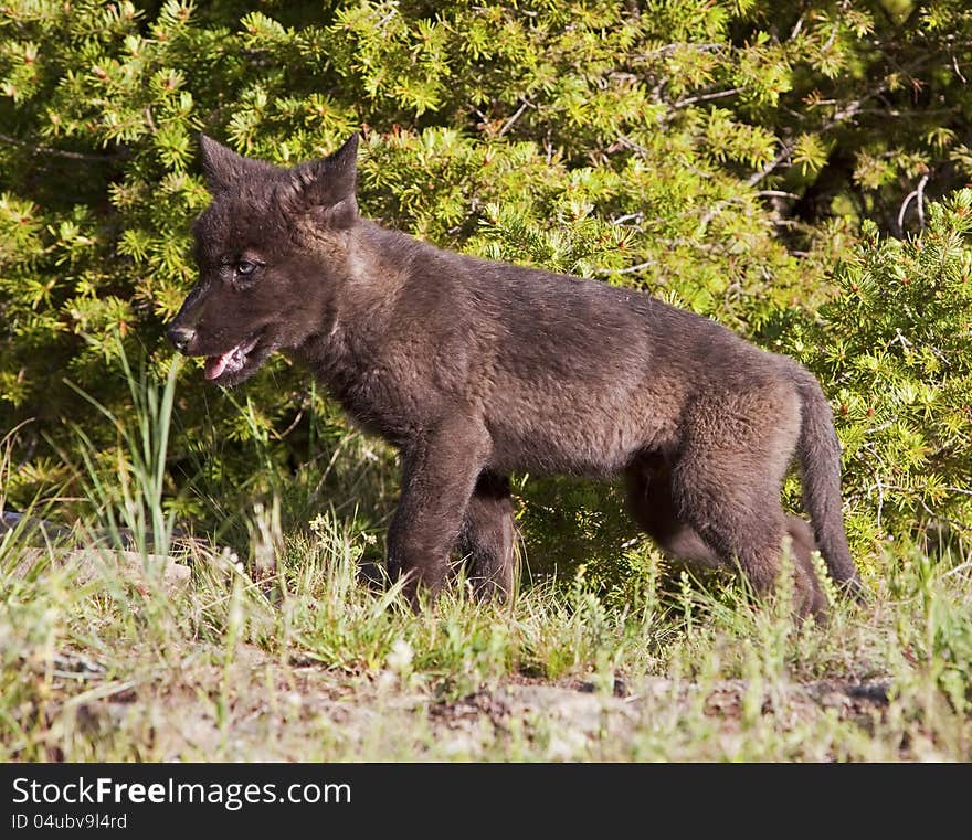 The immature black wolf pup watches and waits for the adult parent to return. The immature black wolf pup watches and waits for the adult parent to return.