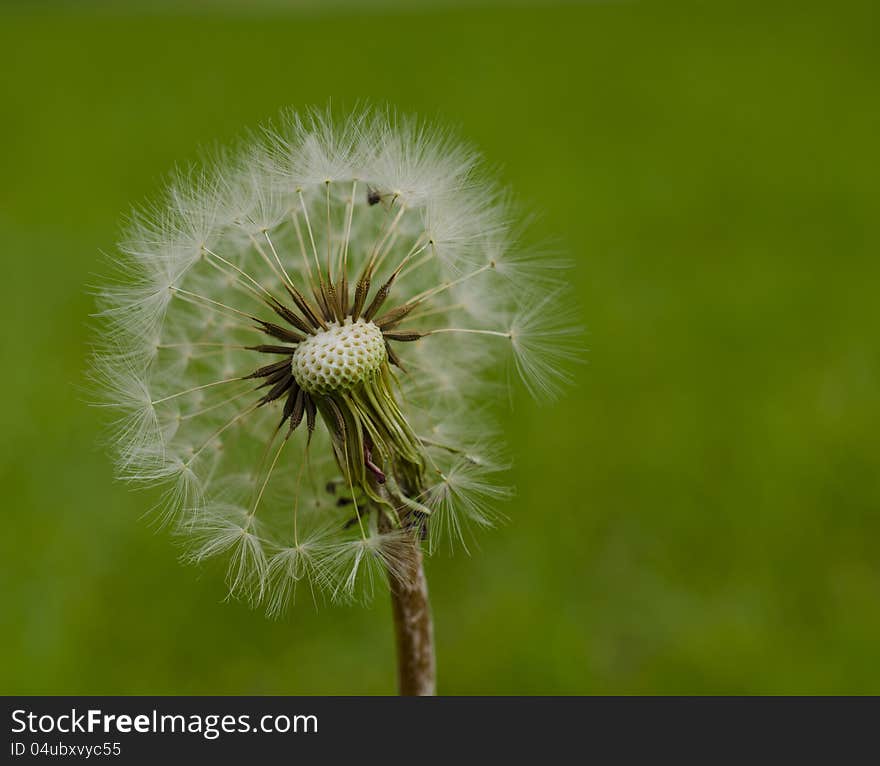 This image reveals the intricate innards of a dandelion. This image reveals the intricate innards of a dandelion.