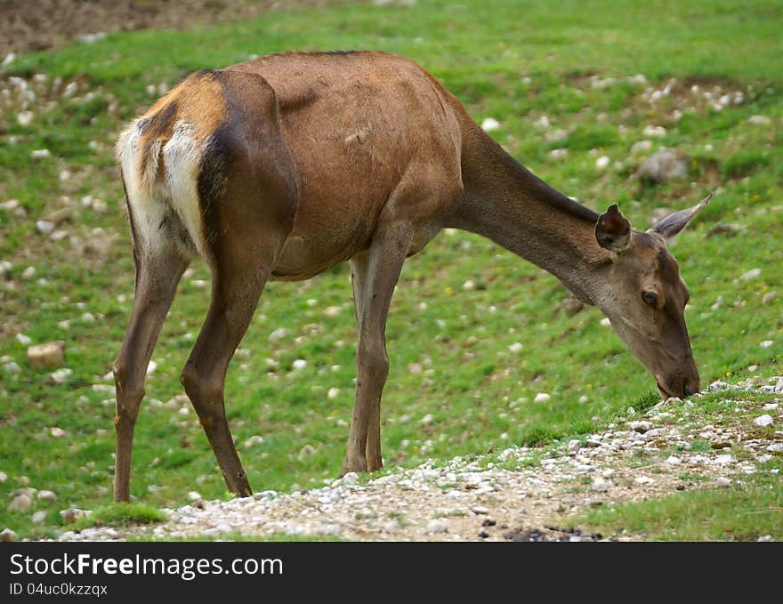 Red deer feed on grass meadow