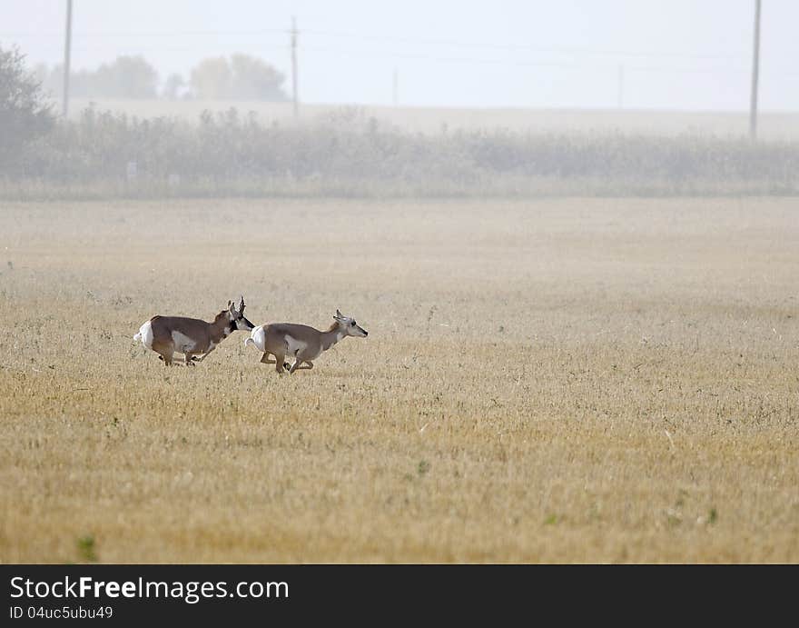 Pronghorn Antelope running across the prairie. Pronghorn Antelope running across the prairie.