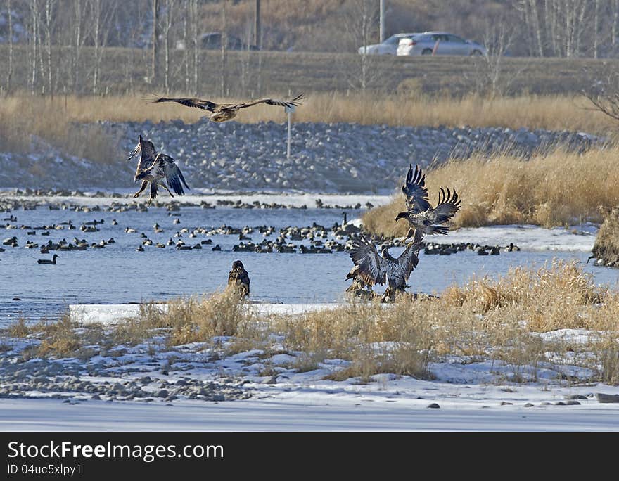 Bald Eagles on the Bow River. Bald Eagles on the Bow River