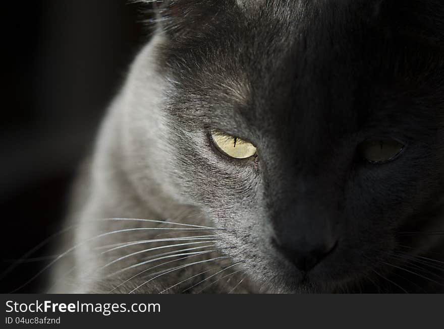 Close up of a cat's face half in shadow.