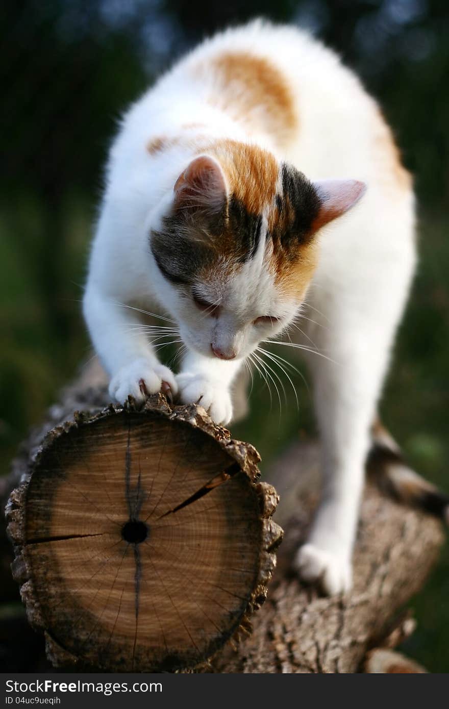 A cat is scratching the log. A cat is scratching the log