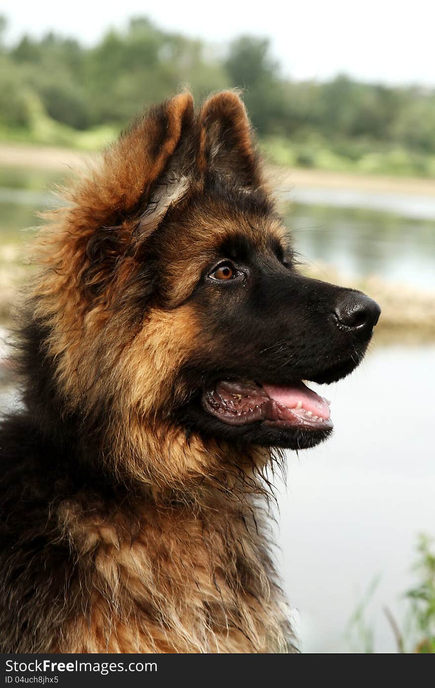 Germany sheep-dog