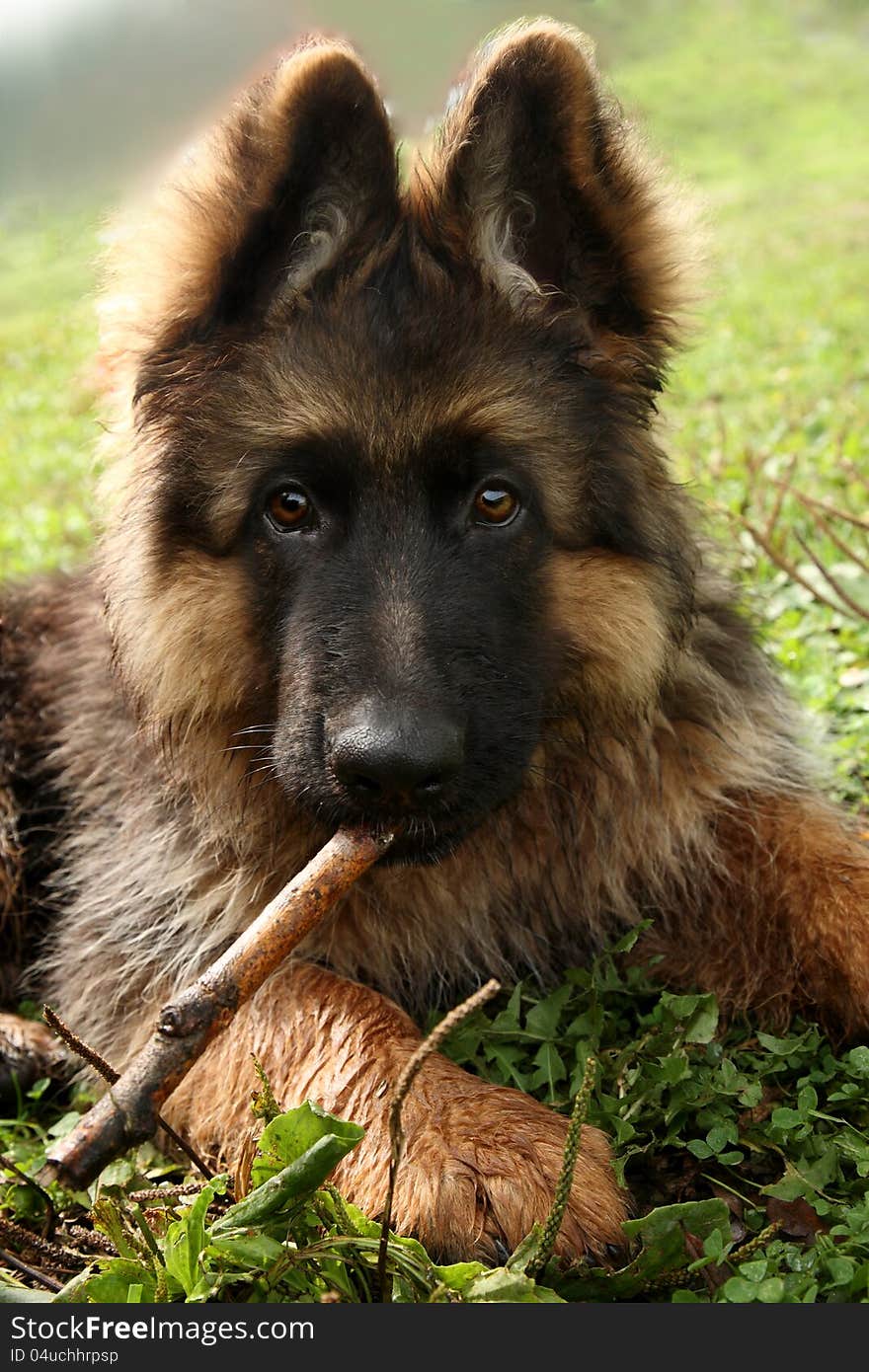 Germany sheep-dog laying in garden