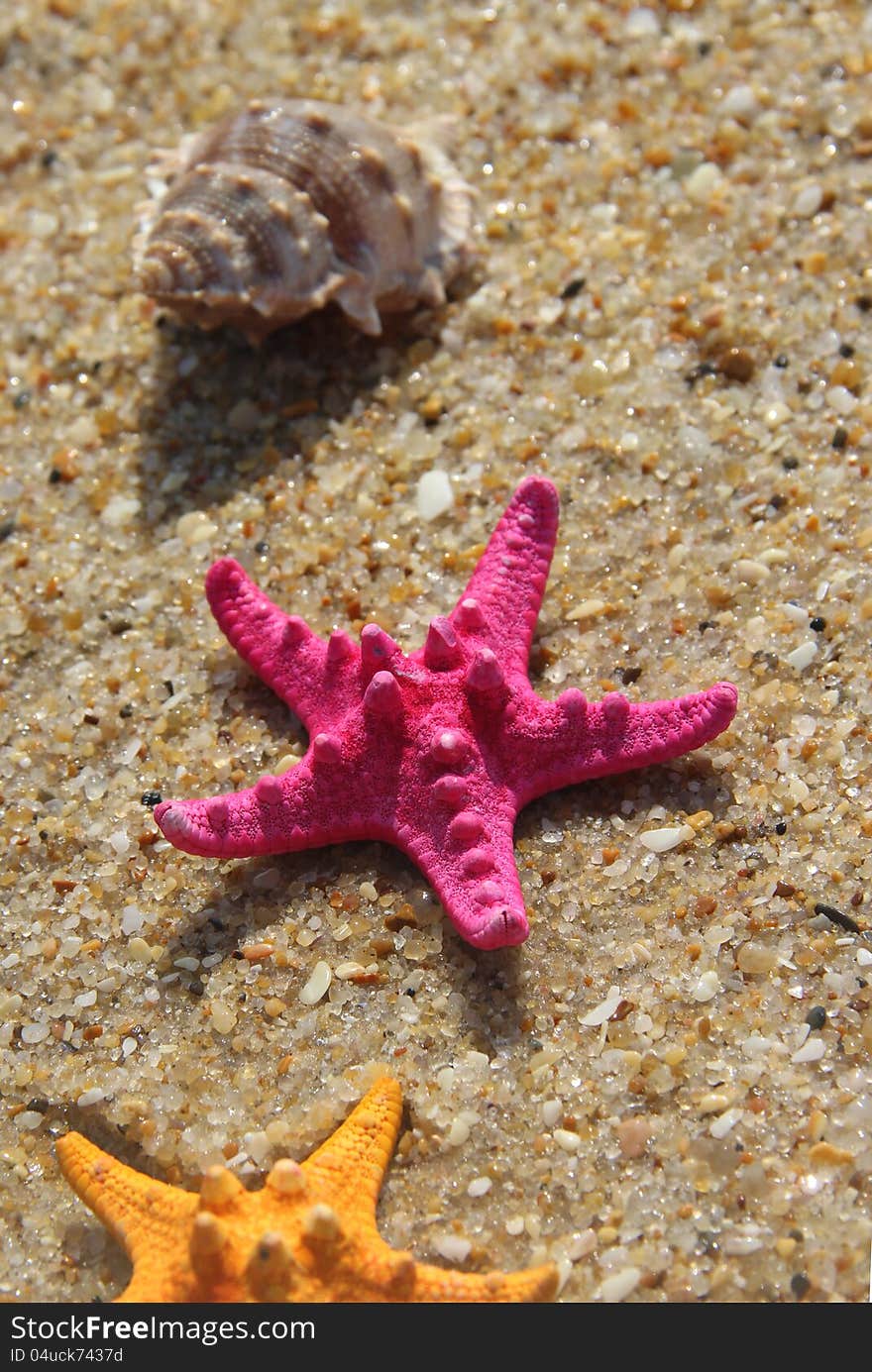 Sea time composition: pink starfish on the beach. Sea time composition: pink starfish on the beach