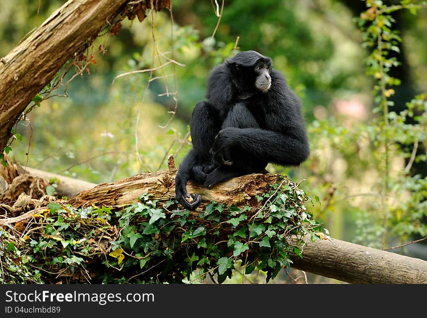 A Siamang Gibbon sitting in tree looking into the distance.