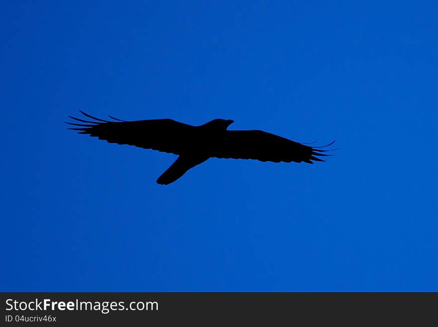 The dark silhouette of a crow, profiling itself on the blue skies - a certain omen of misfortune. The dark silhouette of a crow, profiling itself on the blue skies - a certain omen of misfortune.