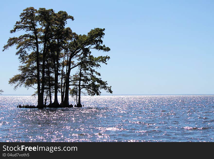 Shot of trees in Edenton Bay, Edenton, NC, USA. Blue cloudless sky, blue shimmering water