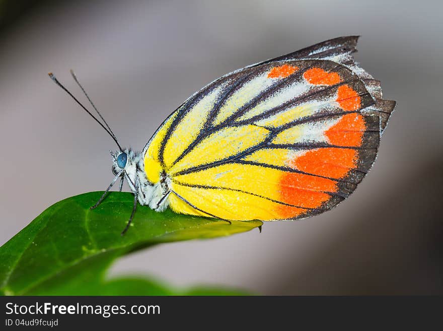 Close up of colorful butterfly on green leaf. Close up of colorful butterfly on green leaf