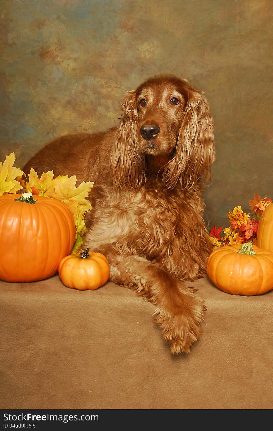 An Irish Setter lays with pumpkins and autumn leaves. An Irish Setter lays with pumpkins and autumn leaves.